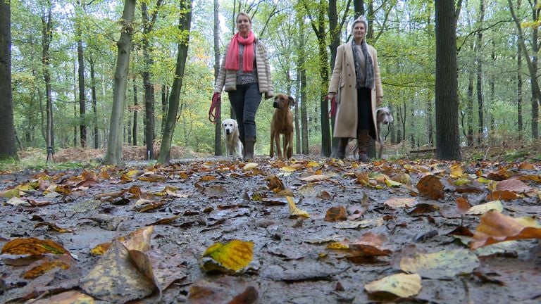 Coco, Toto en Balou van Ingrid en Ilse genieten van hun vrijheid in het bos. (foto: Raoul Cartens)