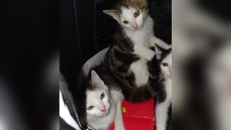 In een rugzak zaten drie kleine katten (foto: Dierenasiel De Doornakker).