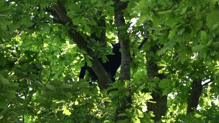 De kat zat al twee dagen in de boom aan de Zundertseweg in Etten-Leur (foto: Perry Roovers/SQ Vision).