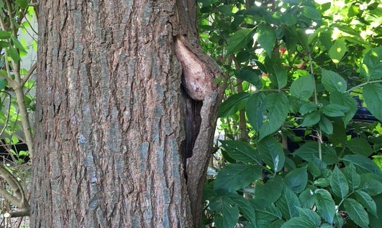 Beschadigde boom met extra groei waardoor de bast naar buiten is geduwd (foto: Arnout Smit).