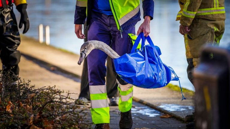 Jonge zwaan gered door brandweer - foto: SQ Vision