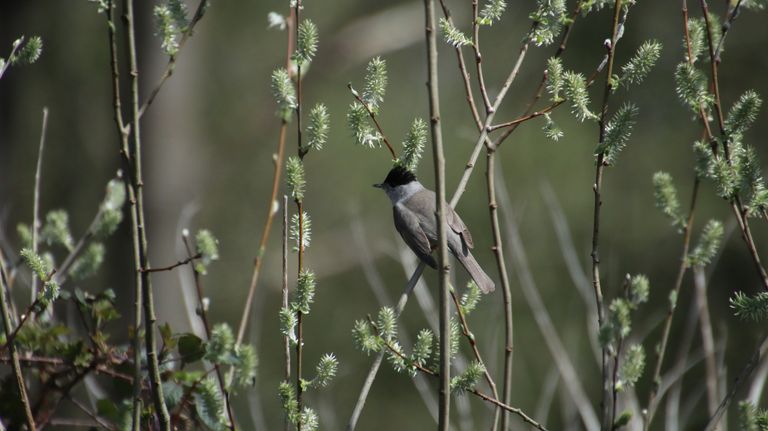 Zwartkop (foto: Michel Felten).