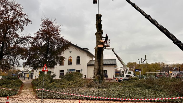 De monumentale boom wordt in mootjes gehakt. Foto: Jan Peels