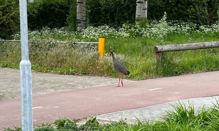 De zwarte ooievaar is met enige regelmaat te zien bij de Kampina (foto: Joep Smulders).