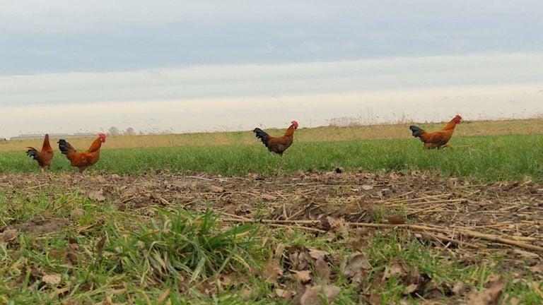 Gedumpte haantjes op de vlucht in de polder (foto: Omroep Brabant).