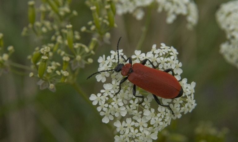 Een zwartkopvuurkever (foto: Saxifraga/Jan van der Straaten).