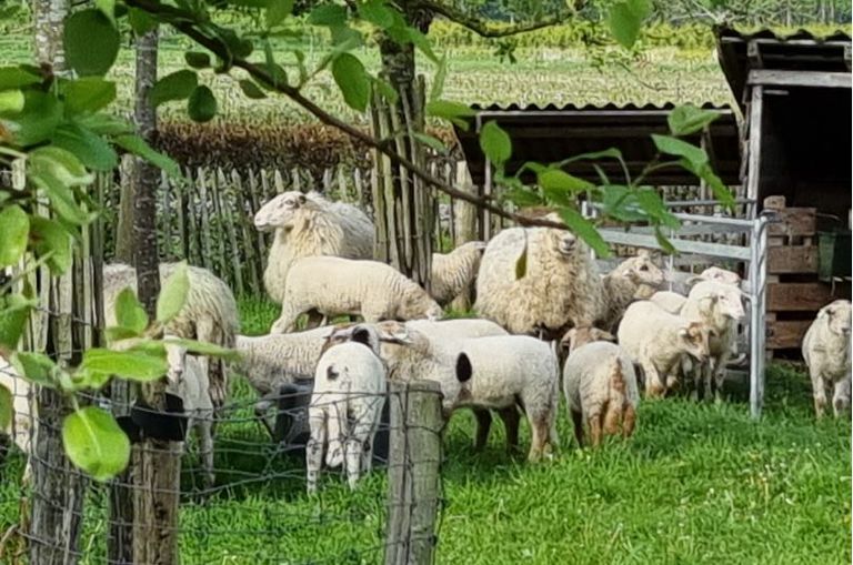 Voorbijgangers dreven de loslopende schapen in Schijndel terug (foto: Wijkagent Schijndel/X).