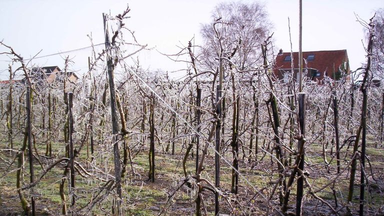 Een bijna spookachtige boomgaard (foto: Roks Streekwinkel).