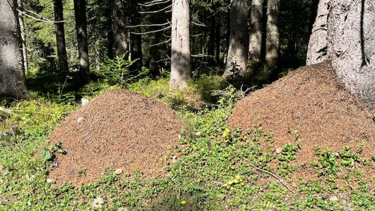 Mierennesten dichtbij de bomen (foto: Henk en Irma Korsten).