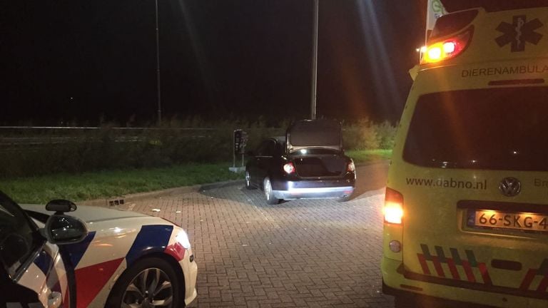 Waarom het schaap in de kofferbak van de auto lag, wordt onderzocht (foto: Facebook Dierenambulance Brabant-Noordoost).