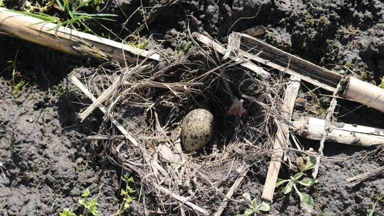 Het nest met het eerste kievitsei (foto: Brabants Landschap).
