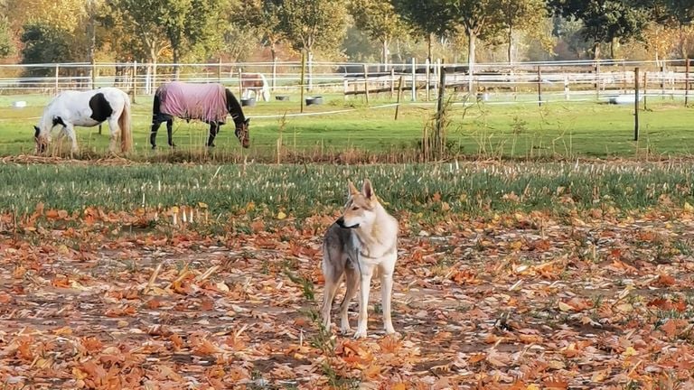 De Saarlooswolfhond die Harm zag (foto: Harm Sanders).