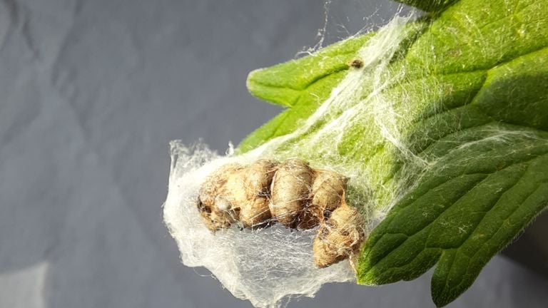 Spinsel met coconnetjes op een geranium (foto: Yvonne Rommelaars).