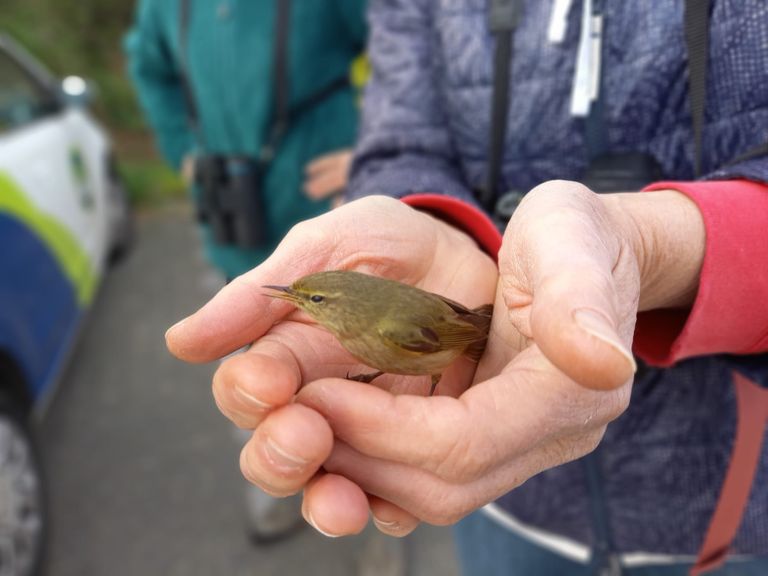 Een tjiftjaf in de handen van Marga (foto: Marga van de Ven).