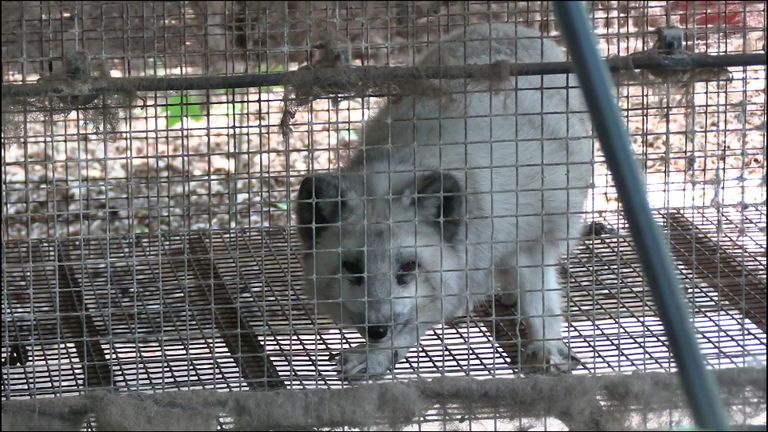 Dierenactivisten vinden illegale vossen in kleine kooien op nertsenfarm