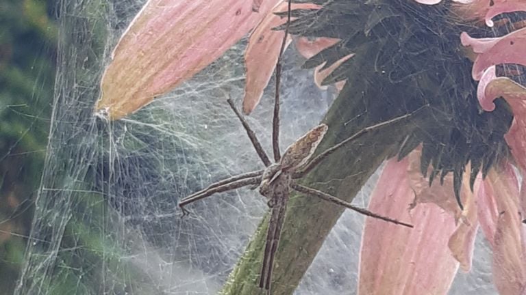 Een kraamwebspin (foto: Jessica van Ginneken).