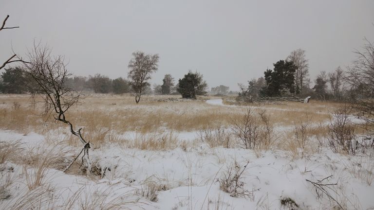 De Strabrechtse Heide in Mierlo (foto: Marinette Raaijmakers).