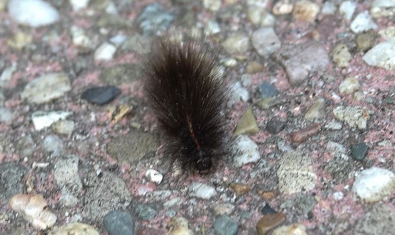 De rups van de nachtvlinder witte tijger (Foto: Tom en Nellie van den Heuvel).