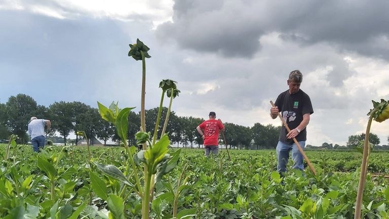 Ieder weekend wordt er hard gewerkt op de bloemenvelden. (Foto: Ludo Gommers)