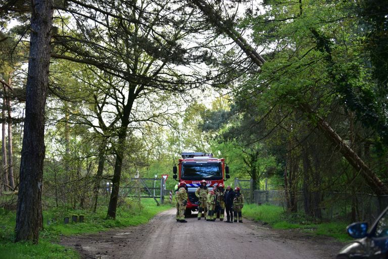 De bomen stonden op omvallen (foto: SQ Vision/Johan Bloemers).