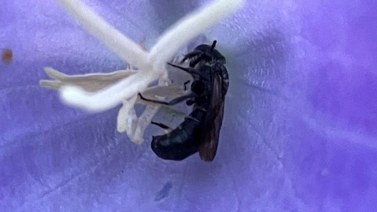 Een slapende grote klokjesbij in campanula (foto: Vanessa Webley).