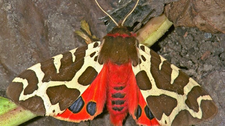 De grote beer vlinder (foto: Vlinderstichting). 