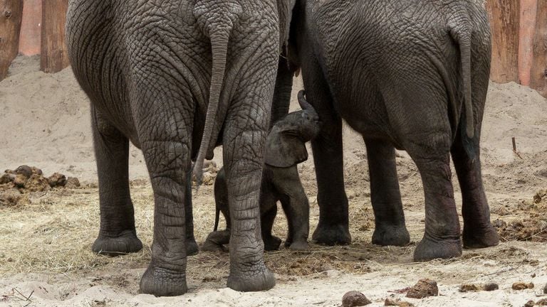 Safaripark Beekse Bergen heeft er een publiekstrekker bij (foto: Beekse Bergen/Mariska Vermij-van Dijk).