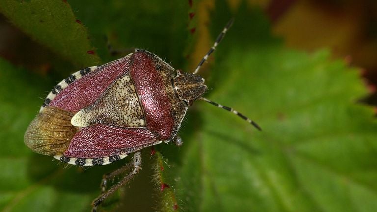 Een bessenschildwants (foto: Fitis Sytske Dijksen).