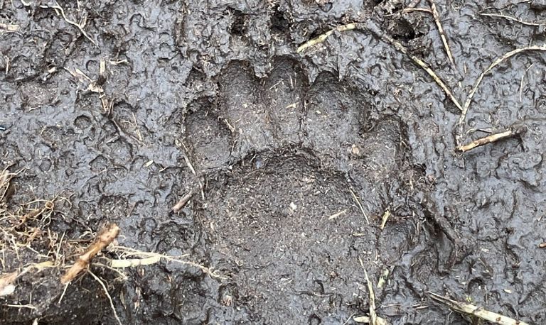 De afdruk van een kat (foto: Piet Thijssen).