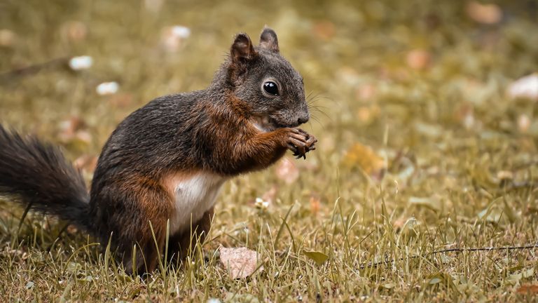 Een gewone of rode eekhoorn in een tuin op zoek naar voedsel (foto: Alexa via Pixabay).