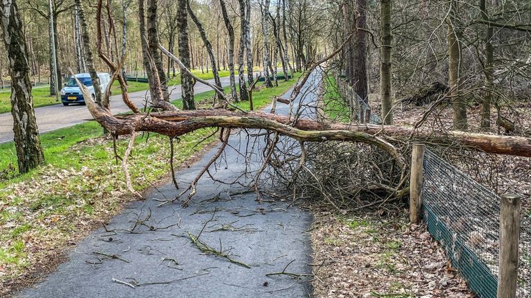 Een boom waaide om op de Herselseweg in Lierop (foto: Harrie Grijseels / SQ Viison).