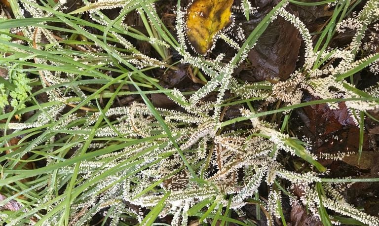 IJsvinger op gras (foto: Van Iperen)