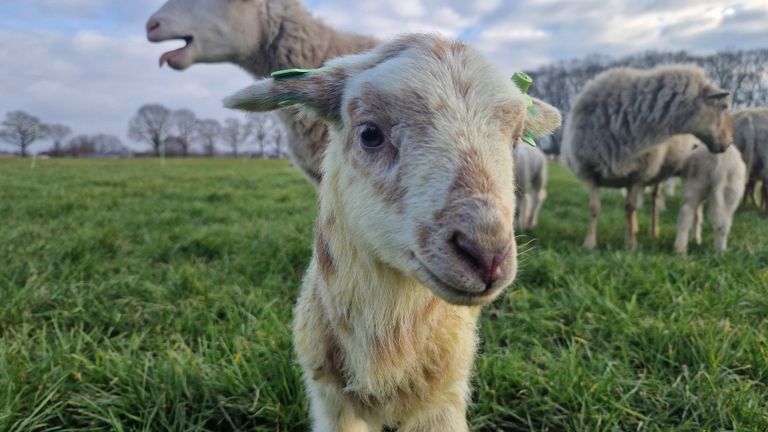 Lammetje geniet van de eerste zonnenstralen (foto: Noël van Hooft)