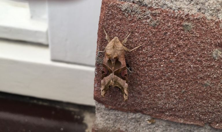 Een agaatvlinder (foto: Jo Veldpaus)