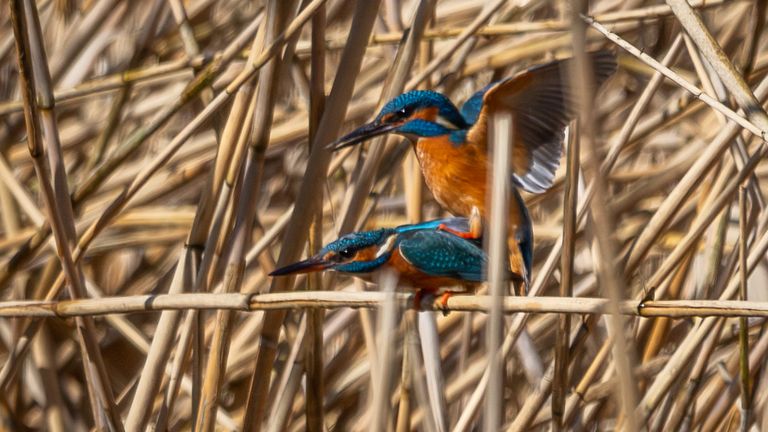 Parende ijsvogels (foto: Jenny Wiedlewsky).