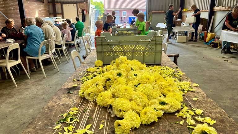 Buurtschap Schijf maakt duizenden dahlia's klaar voor hun corsowagen (foto: Raoul Cartens).