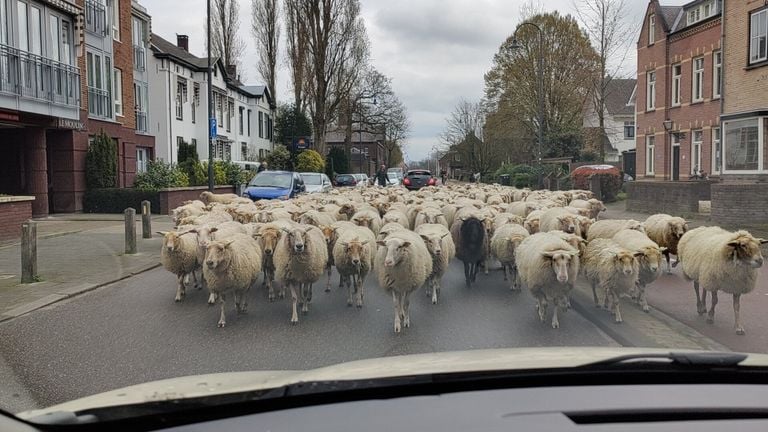 Schapen op de Molenstraat (foto: Dirk van Dam/Twitter).