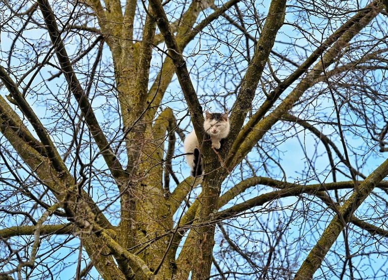 De kat in Udenhout die zich niet laat vangen (foto Toby de Kort/Persbureau Heitink).