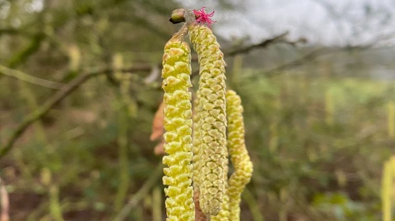 Bloeiende mannetjes- en vrouwtjes van de hazelaar (foto: Frans Kapteijns). 