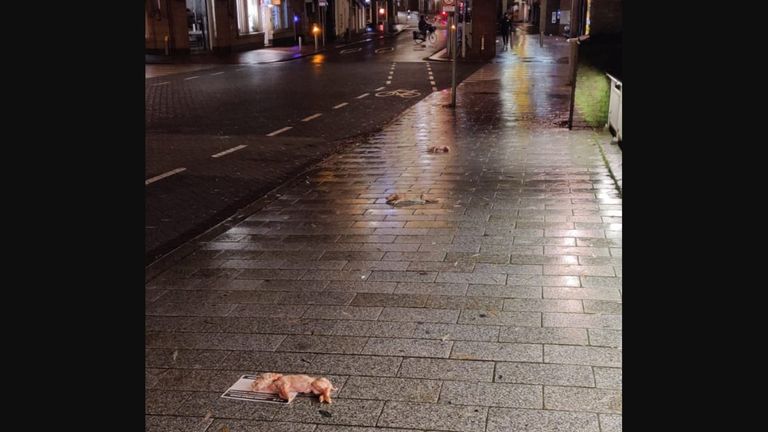 De Visstraat in Den Bosch, waar de kadavers ook werden gevonden.