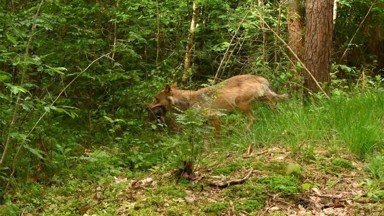 De wolf schoot snel weer de bosjes in met het welpje (foto: Natasja Koet).