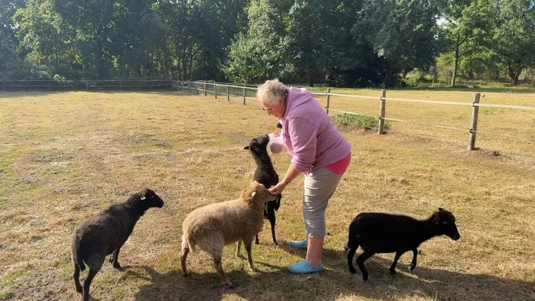 Ina in haar schapenweide in Oss die ze dreigt te verliezen (foto: Megan Hanegraaf).