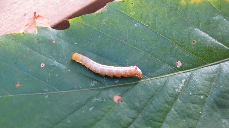 De rups van de nachtvlinder kroonvogeltje (foto: Toke de Vries).