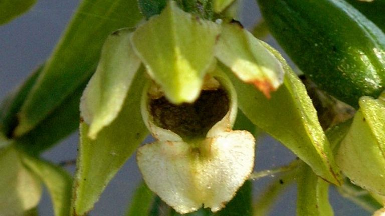 Een brede wespenorchis (foto: Saxifraga/Hans Dekker).