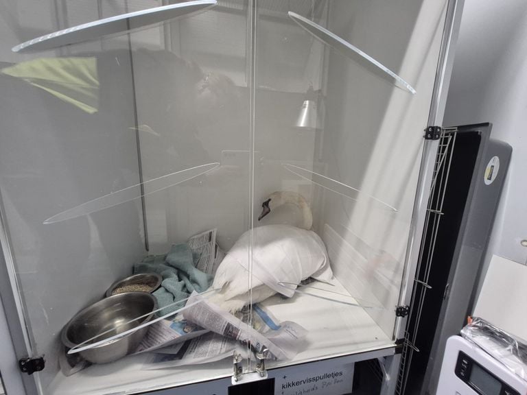 Foto: Facebook dierenambulance Den Bosch.