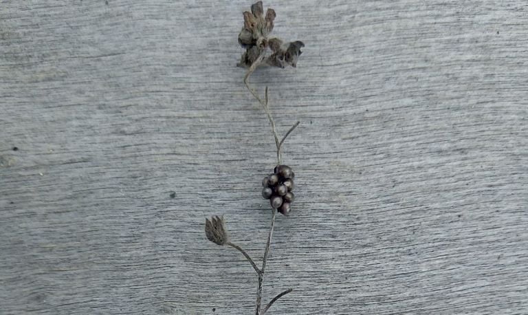 Wantseneitjes op een dode plant (foto: Coise Vos).