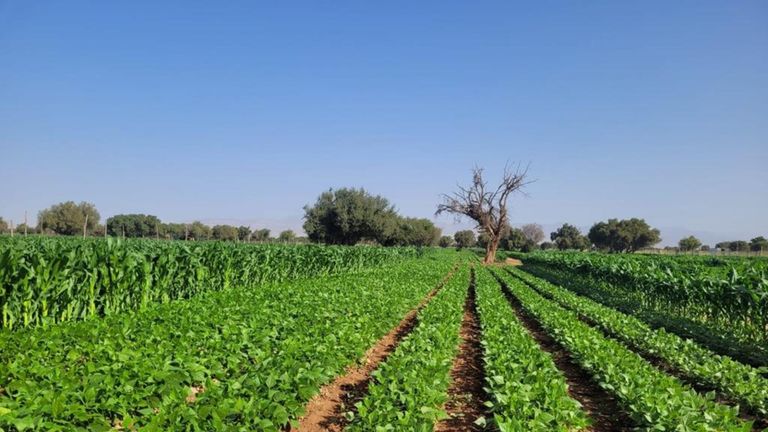 Een van de velden in Marokko waar bonen worden verbouwd.