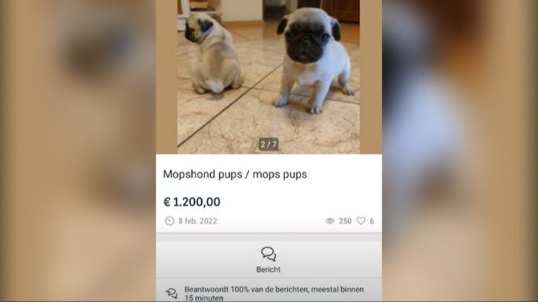 De honden werden op Marktplaats aangeboden. Foto: screenshot video House of Animals. 