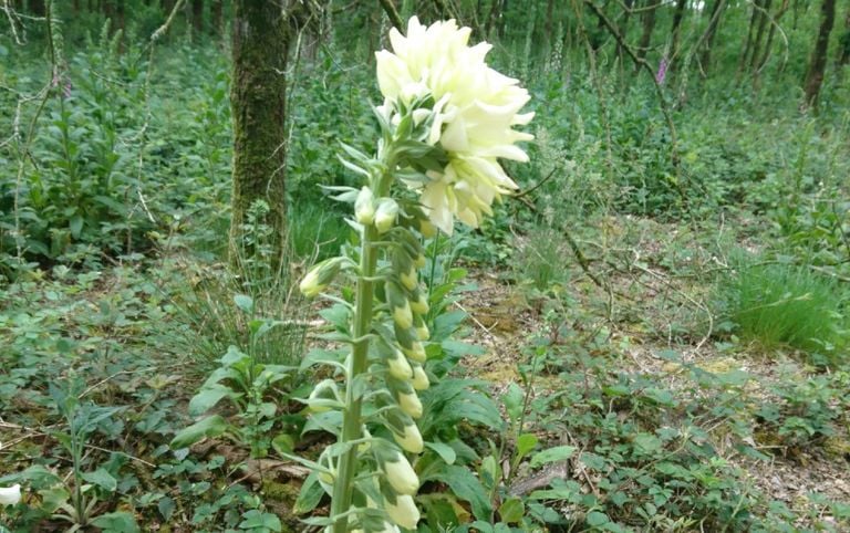 Pelorische bloem op vingerhoedskruid met witte bloemen (foto: Barbara Mans).