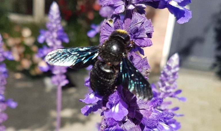 Een zwartblauwe houtbij (foto: Berry Dehaas).